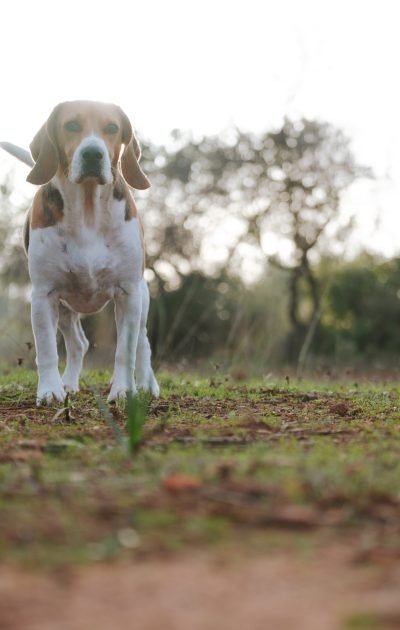 beagle-dog-playin-nature-looking-camera-stock-photo-beagle-best-friend