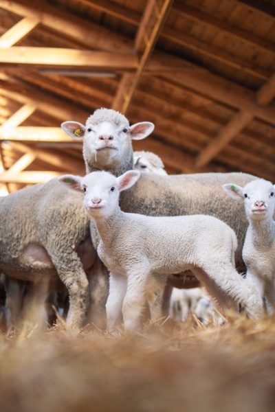 Group of sheep and lamb domestic animals in wooden barn at the farm. Sheep family.